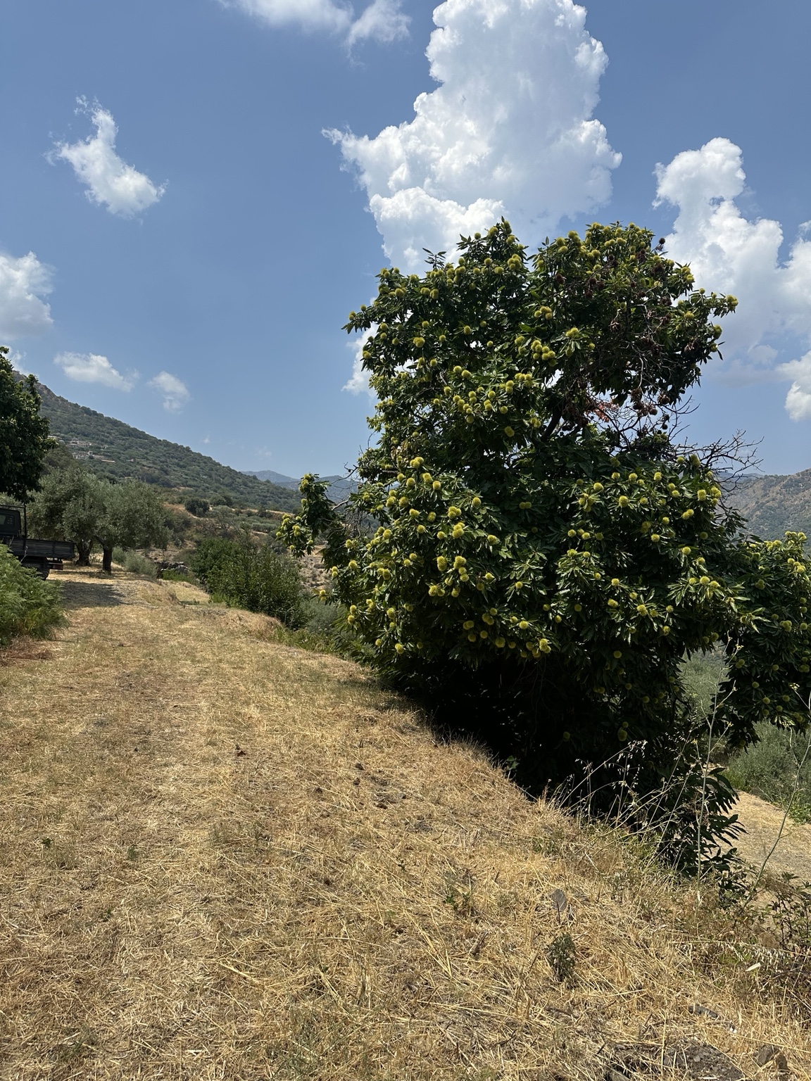 Il terreno a Savoca