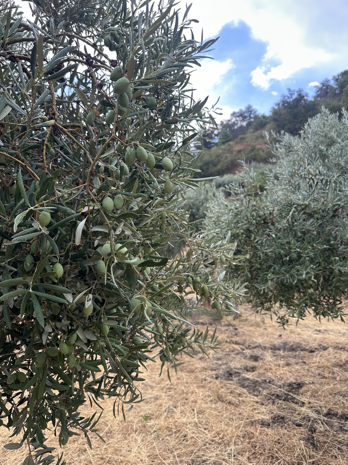 Olive nell’uliveto TERRAZZATO