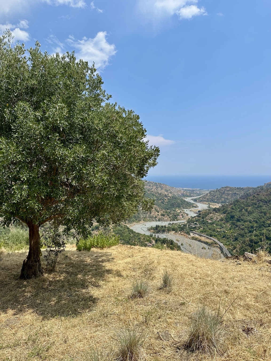 Ulivo, valle e mare a Savoca